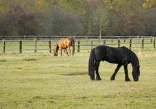 Horses In Winterlight Royalty Free Stock Image Horses In Winterlight Royalty Free Stock Image