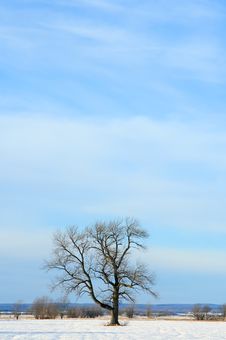 Lonely Tree In A Winter Field Royalty Free Stock Photo Lonely Tree In A Winter Field Royalty Free Stock Photo