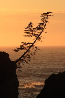 Lone Tree At Sunset Stock Photos Lone Tree At Sunset Stock Photos
