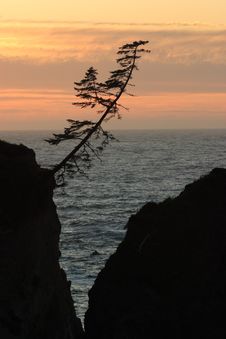 Lone Tree At Sunset Stock Photos Lone Tree At Sunset Stock Photos