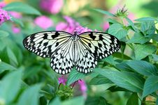 Paper Kite Butterfly - Idea Leuconoe Stock Photo Paper Kite Butterfly - Idea Leuconoe Stock Photo