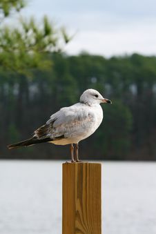 Seagull On Wood Post Stock Images