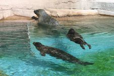 Sea Lions At Play Stock Photography