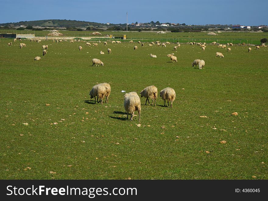 The sheep on the grassland