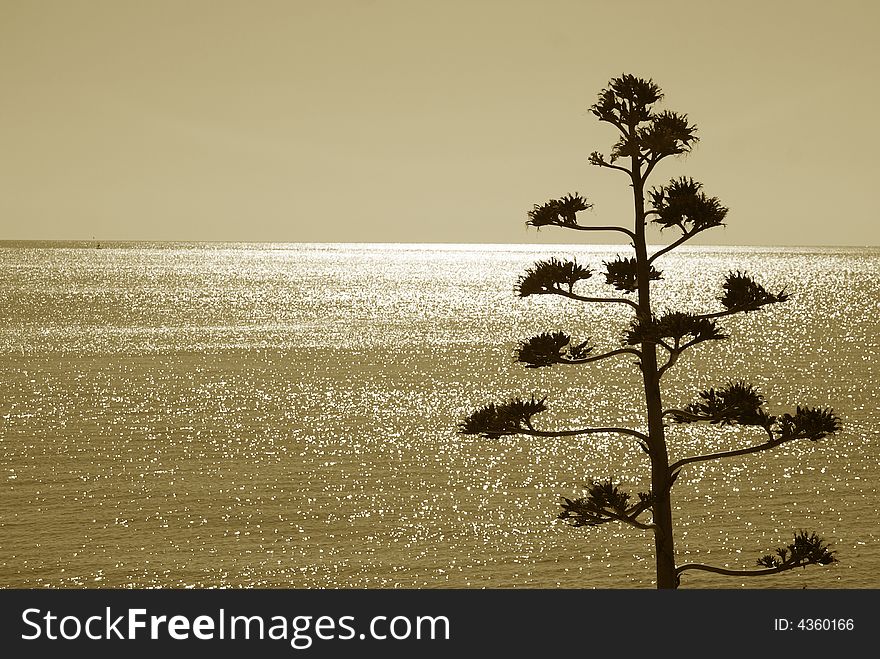 Sea of light with plant in sardinia