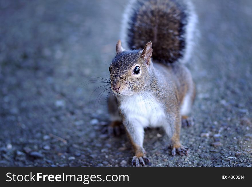 A Cute Squirrel Facing the camera in SF Botanic Garden, California