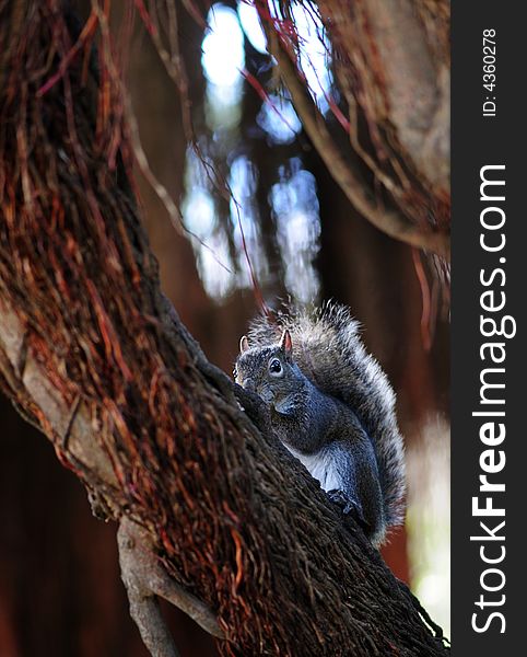 A Cute Squirrel Facing the camera in SF Botanic Garden, California