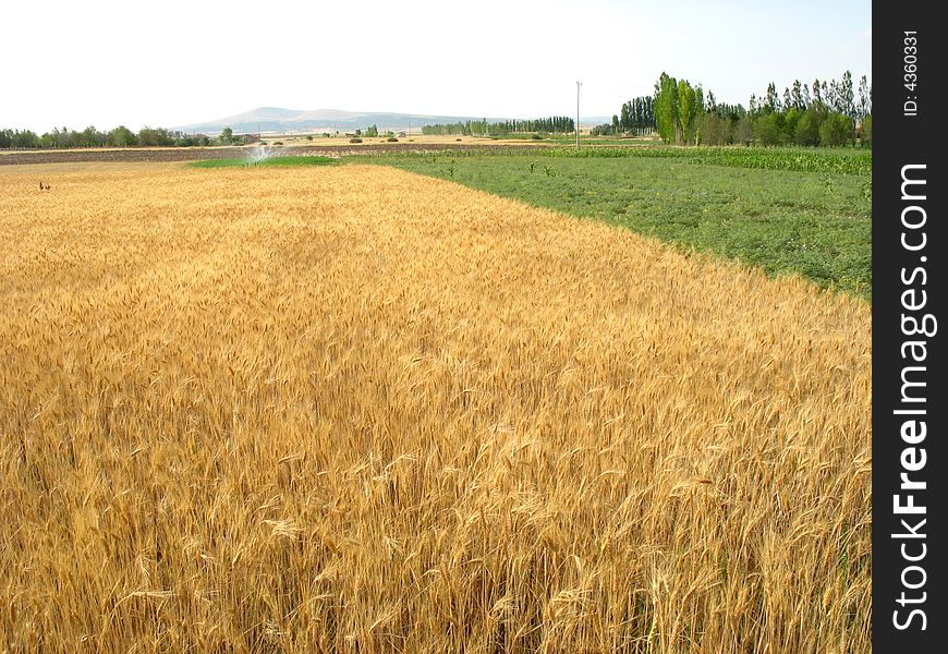 Wheat Field on sunny summer day