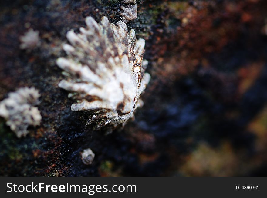 Sea Shells on the Sea Shore During Low Tide in Point Lobos, California