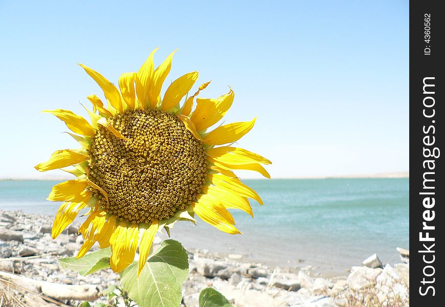 A Sunflower by a lake in Altai, China