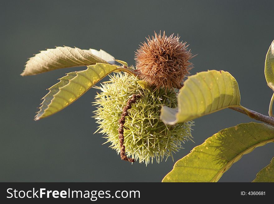 Fruit of Chestnuts,which is very delicious