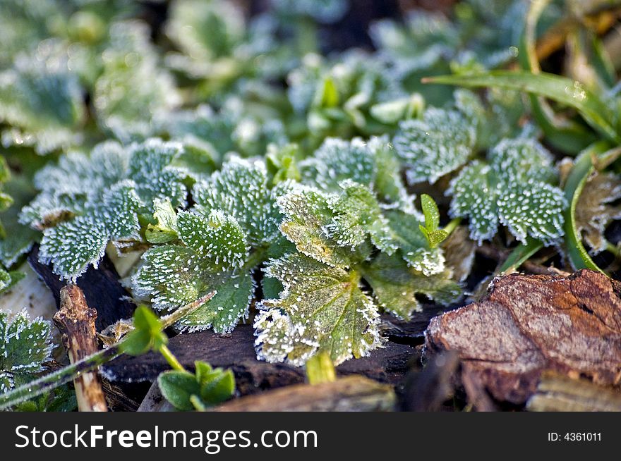 A crisp light Morning Frost on the round in winter. A crisp light Morning Frost on the round in winter