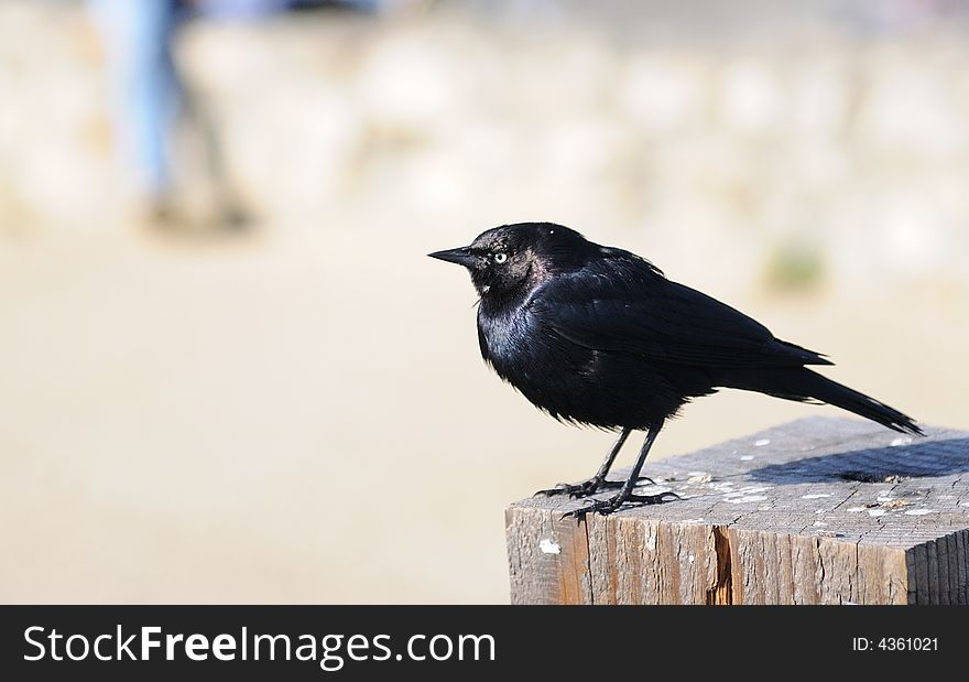 Brewer's Black Bird in Monterey, California