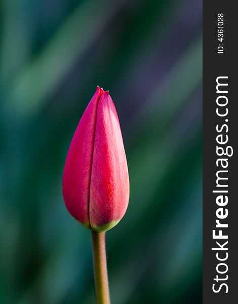 Pink tulip bud