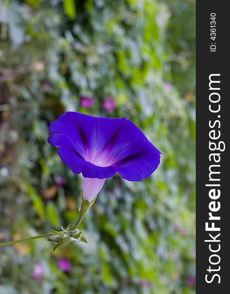 The purple morning glorys is blooming. The purple morning glorys is blooming