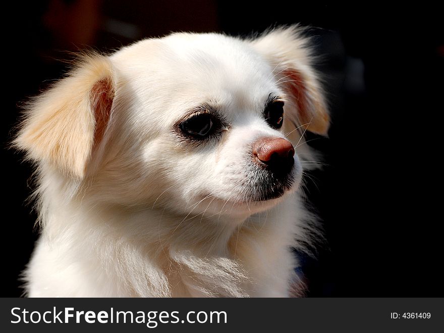 A fluffy little beige puppy look to the right. A fluffy little beige puppy look to the right.