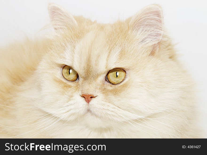 Ginger Cat  in front of a light-grey background