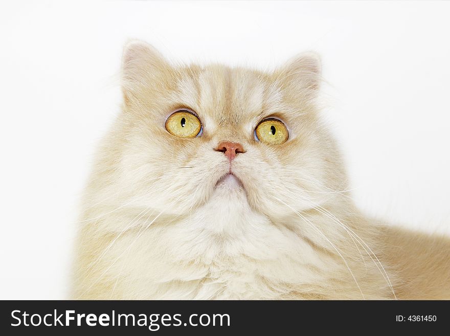 Ginger Cat  in front of a light-grey  background