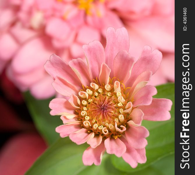 Pink zinnia blooming amongst other pink zinnias