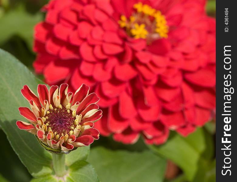 Red zinnia blooming against another red zinnia