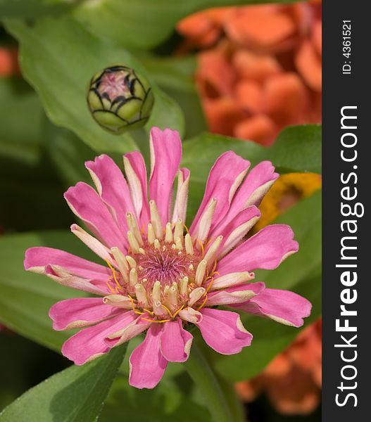 Pink zinnias blooming in a field of other flowers. Pink zinnias blooming in a field of other flowers