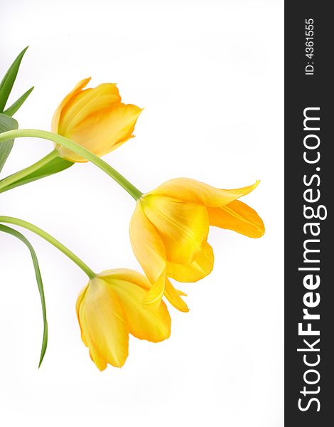 Yellow tulips isolated on white