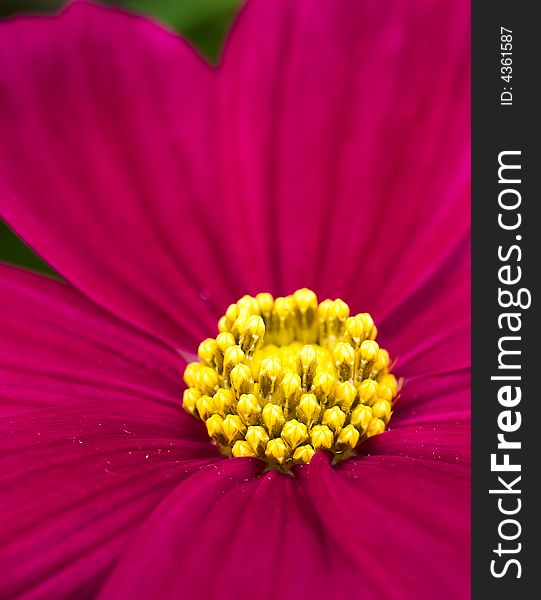 Immature deep red daisy about to bloom