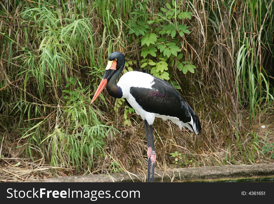 Stork is standing in the water in green bushes.