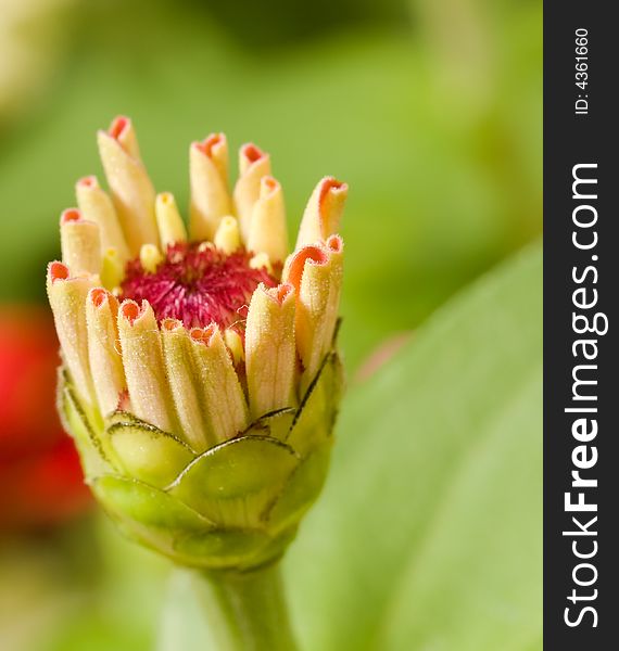 Single bud of a pink zinnia blooming.