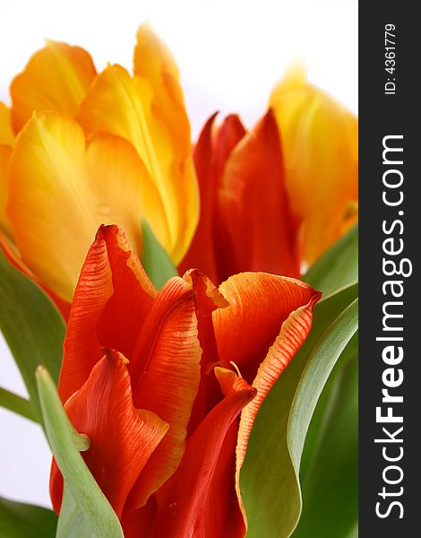 Yellow and red tulips isolated on white