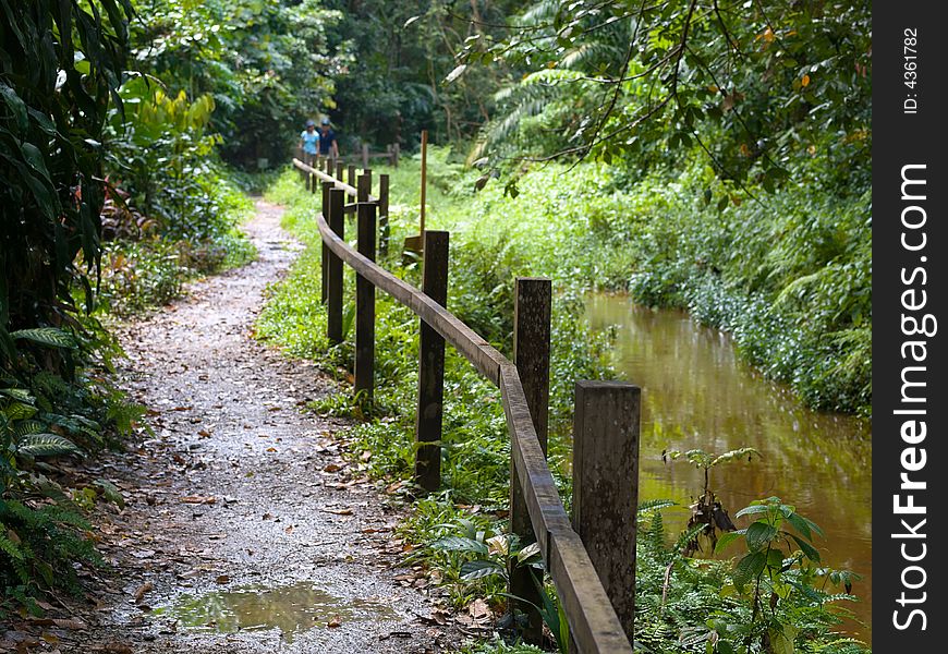 A footpath running along a fenced stream in a tropical jungle. A footpath running along a fenced stream in a tropical jungle