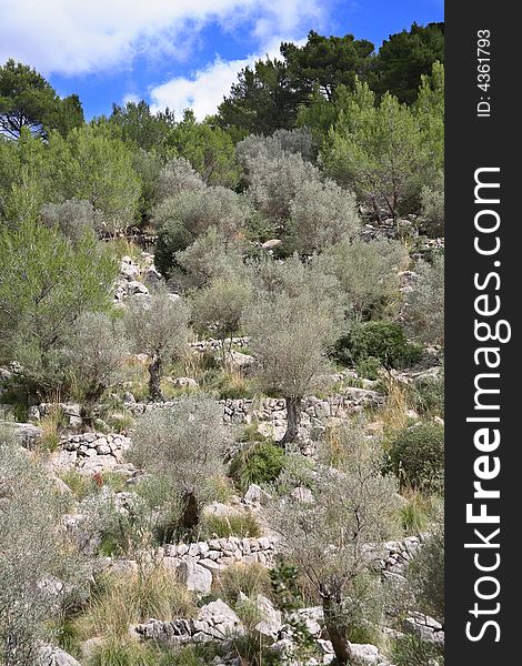 The olive-tree on the terraces. The olive-tree on the terraces