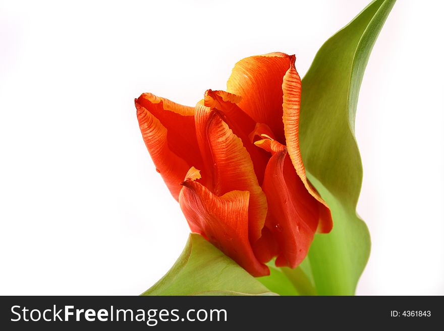 Yellow and red tulips isolated on white