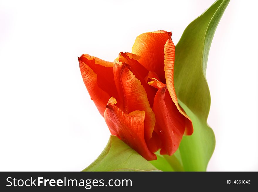 Yellow And Red Tulips