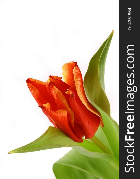 Yellow and red tulips isolated on white