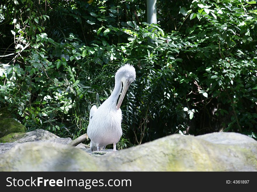 A pelican seating on the storne in the park, cleaning itself.