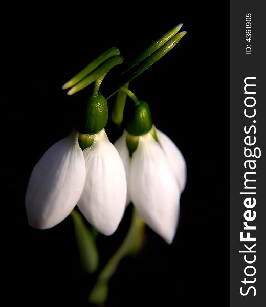 Two snowdrops hugging each other.