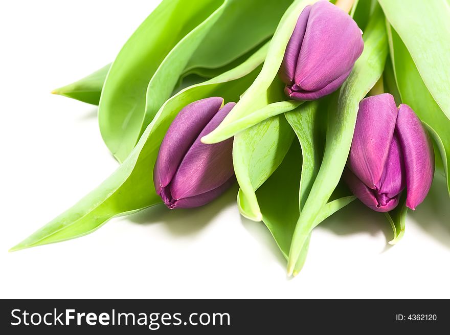 Fresh purple tulips on white background