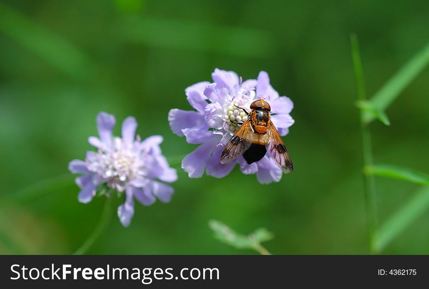 The big fly stopping on the blue flower. The big fly stopping on the blue flower