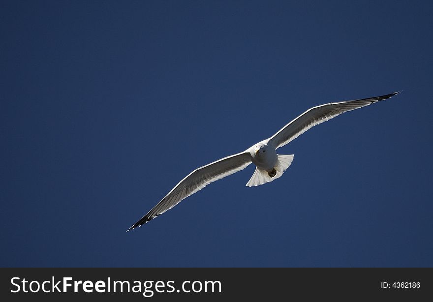 Detailed view of a sea gull in flight