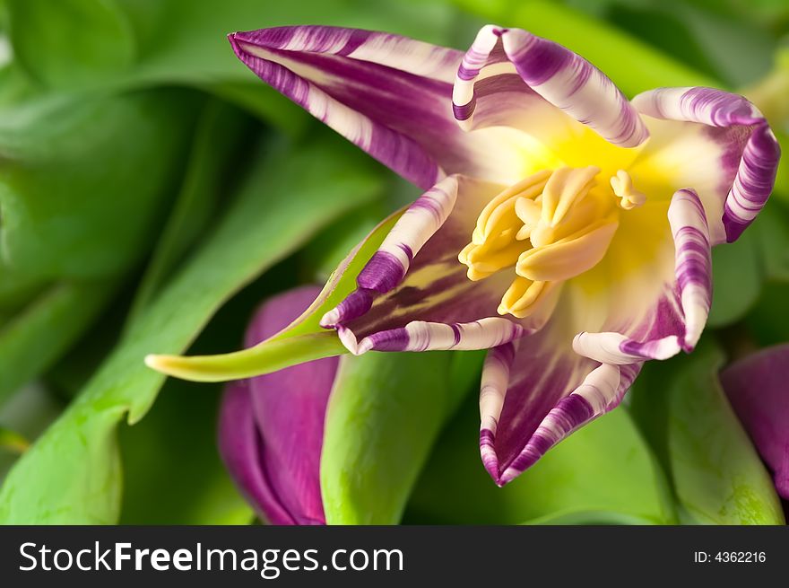 Close up inside a white and purple tulip. Close up inside a white and purple tulip