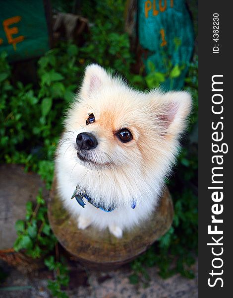 Taken at a doggie tea party. Taken from a high angle so the dog\'s head looks bigger. The breed of dogs is called Pomeranian. Taken at a doggie tea party. Taken from a high angle so the dog\'s head looks bigger. The breed of dogs is called Pomeranian.