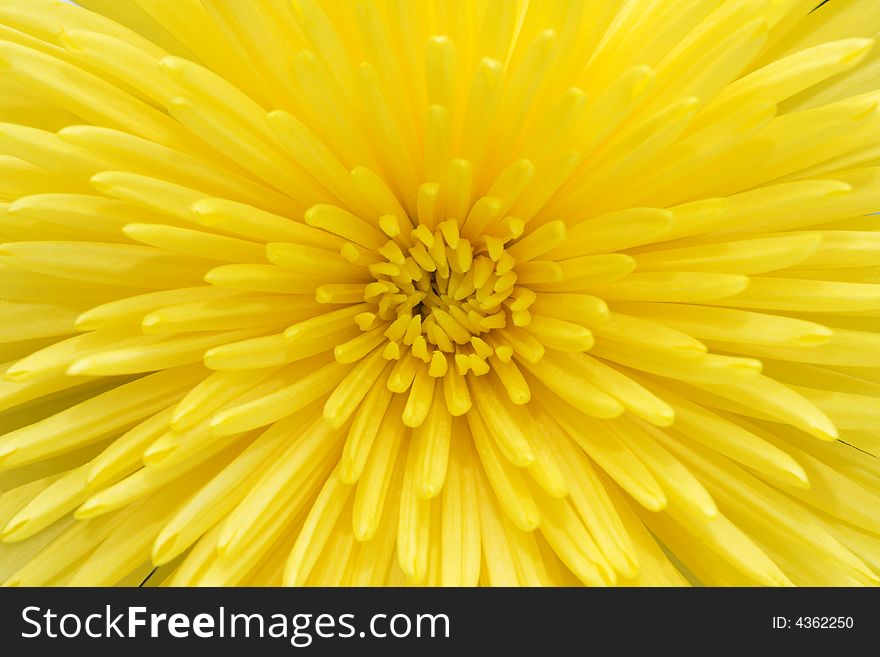 Beautiful bright yellow chrysanthemum macro