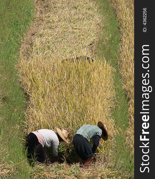 Vietnemese man harvesting row of rice. Vietnemese man harvesting row of rice