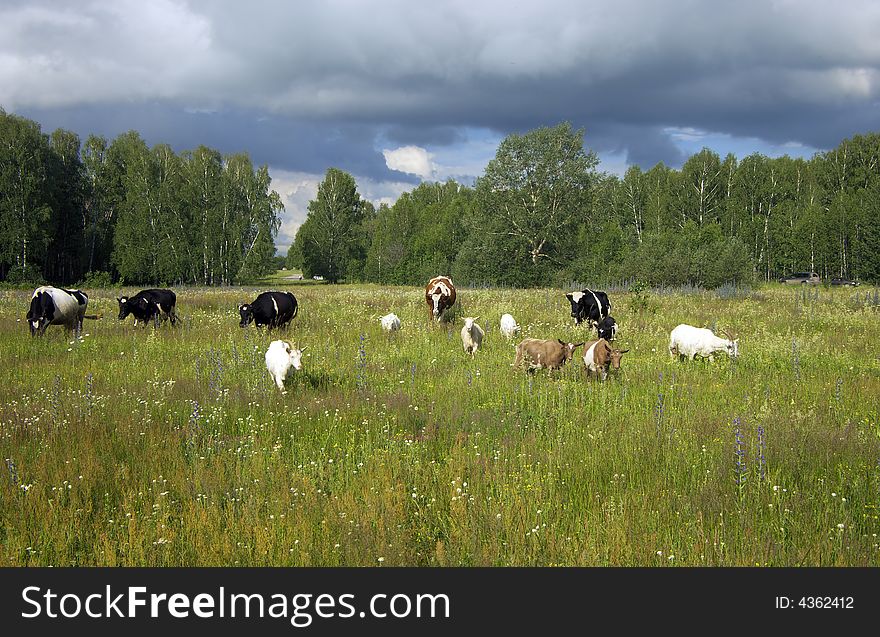 Walking  herd and overcast sky. Walking  herd and overcast sky