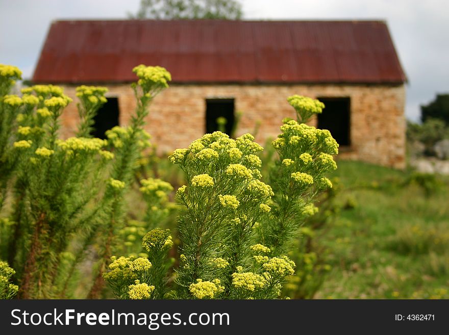 Old style stable with yellow flowers. FOCUS ON FLOWERS
