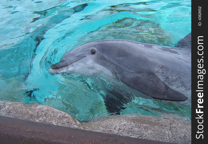 One of the friendly mammals, the dolphin.