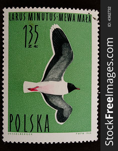Old stamp from Poland (since 1964), with Little gull (Larus minutus). Old stamp from Poland (since 1964), with Little gull (Larus minutus)