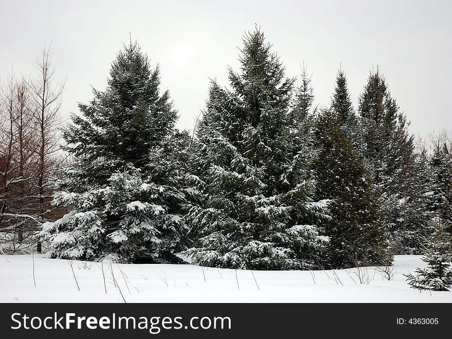 Snow covered trees after a snow storm. Snow covered trees after a snow storm