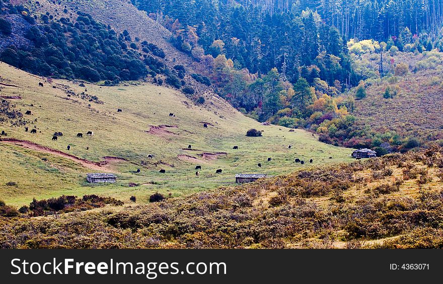 The meadows in the autumn